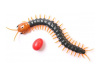 Фото ИК Сороконожка Best Fun Toys 9901 Centipede свет | Инномарт
