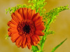Картина по номерам 15х20 Герберы (13 цветов)